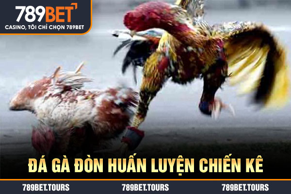 Đá gà đòn huấn luyện chiến kê